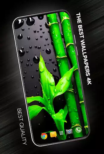 Play Plants Wallpapers in 4K  and enjoy Plants Wallpapers in 4K with UptoPlay