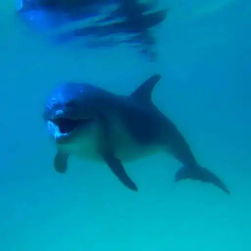 Run free android online Playful dolphin APK