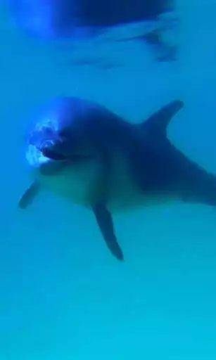 Play APK Playful dolphin  and enjoy Playful dolphin with UptoPlay com.topwallpaperz.playfuldolphin