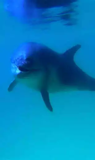 Play APK Playful dolphin  and enjoy Playful dolphin with UptoPlay com.topwallpaperz.playfuldolphin