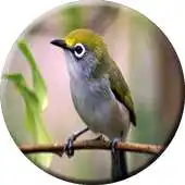 Free play online pleci kicau merdu APK