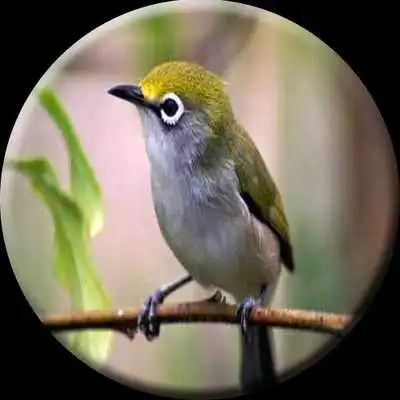 Play pleci kicau merdu