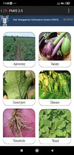 Play pmis-brinjal as an online game pmis-brinjal with UptoPlay