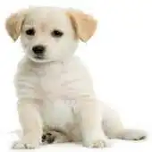 Free play online Pocket Dog - Free APK Free play online Pocket Dog - Free APK