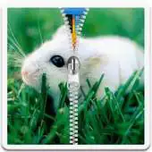 Free play online Pocket Pet Zip Lock APK