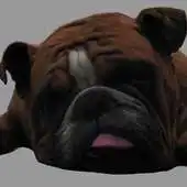 Free play online Pocket Snoring Bulldog APK