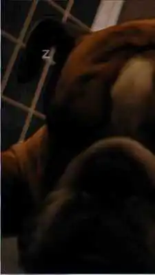Play Pocket Snoring Bulldog