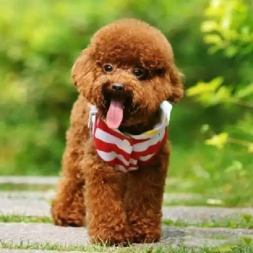 Play Poddle Wallpapers APK