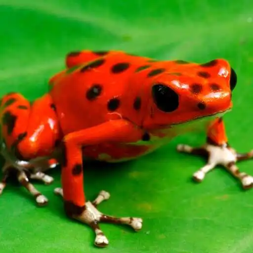 Play Poison Frogs Wallpaper APK