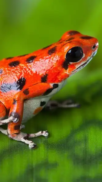 Play Poison Frogs Wallpaper and enjoy Poison Frogs Wallpaper with UptoPlay Play Poison Frogs Wallpaper and enjoy Poison Frogs Wallpaper with UptoPlay