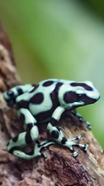 Play Poison Frogs Wallpaper as an online game online Poison Frogs Wallpaper with UptoPlay Play Poison Frogs Wallpaper as an online game Poison Frogs Wallpaper with UptoPlay