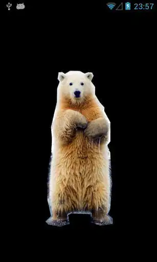 Play Polar Bear does Play Polar Bear does