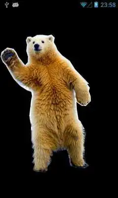 Play Polar Bear does Play Polar Bear does