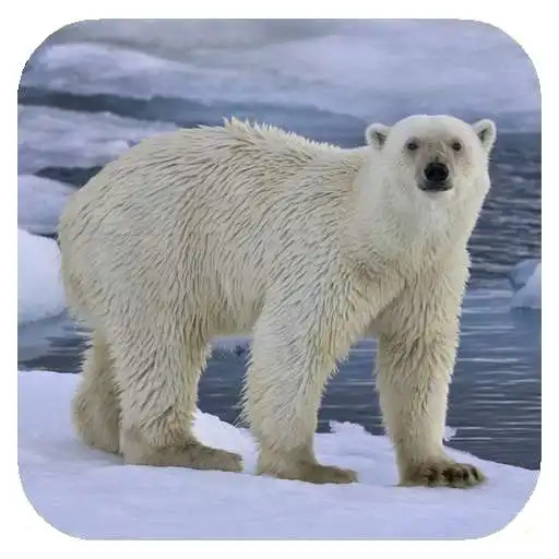 Play Polar bear HD. Video Wallpaper APK Play Polar bear HD. Video Wallpaper APK
