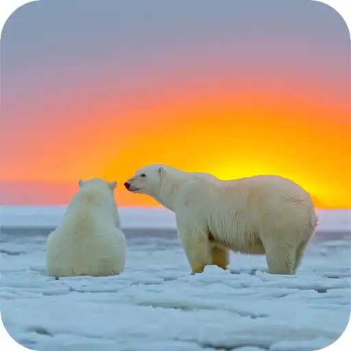Play Polar Bear HD Wallpaper APK Play Polar Bear HD Wallpaper APK