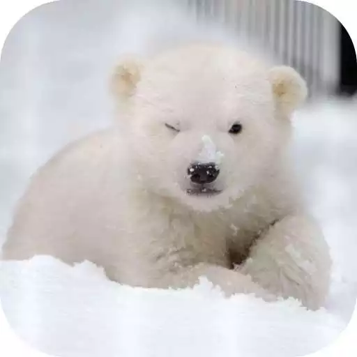 Free play online polar bear wallpaper APK Free play online polar bear wallpaper APK
