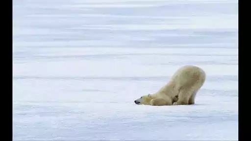 Play polar bear wallpaper