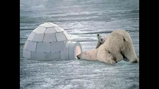 Play polar bear wallpaper