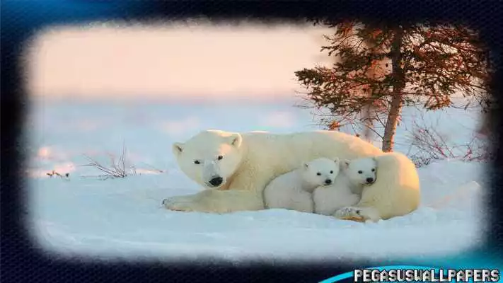 Play polar bear wallpaper
