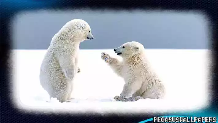 Play polar bear wallpaper