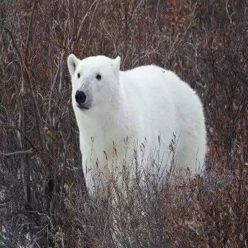 Play Polar Bear Wallpapers HD APK Play Polar Bear Wallpapers HD APK