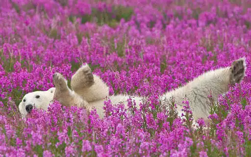 Play Polar Bear Wallpapers