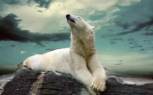 Play Polar Bear Wallpapers
