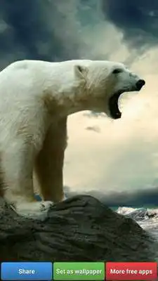Play Polar Bear Wallpapers