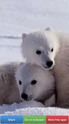 Play Polar Bear Wallpapers