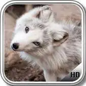 Free play online Polar Fox Wallpaper APK Free play online Polar Fox Wallpaper APK