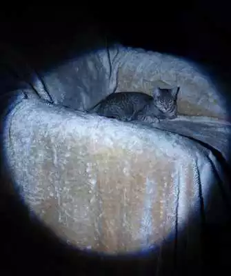 Play police flashlight