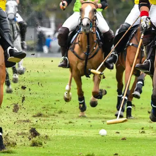 Play Polo Sport Wallpaper APK