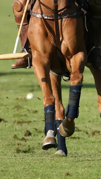 Play Polo Sport Wallpaper and enjoy Polo Sport Wallpaper with UptoPlay Play Polo Sport Wallpaper and enjoy Polo Sport Wallpaper with UptoPlay