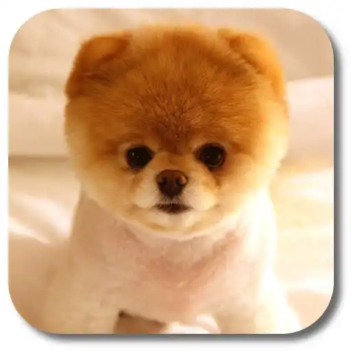 Play Pom Dog Live Wallpaper APK