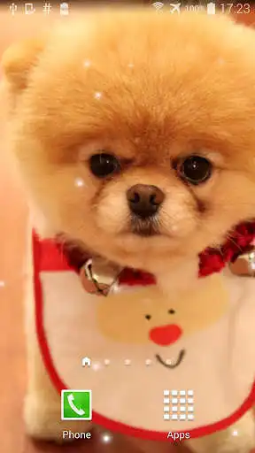 Play Pom Dog Live Wallpaper  and enjoy Pom Dog Live Wallpaper with UptoPlay