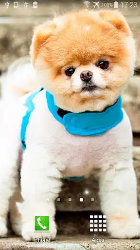 Play Pom Dog Live Wallpaper as an online game Pom Dog Live Wallpaper with UptoPlay