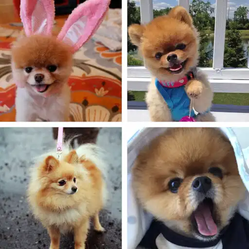 Free play online Pomeranian HD Wallpapers APK Free play online Pomeranian HD Wallpapers APK