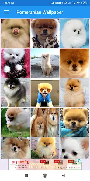 Play Pomeranian HD Wallpapers