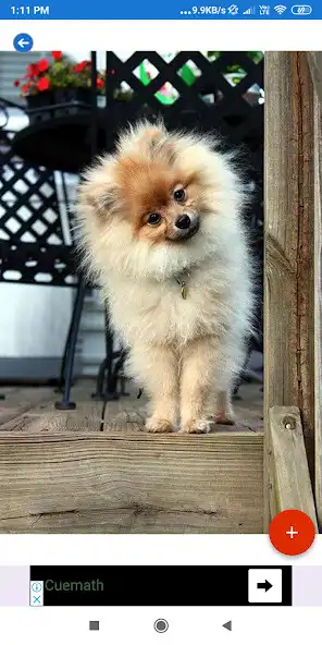 Play Pomeranian HD Wallpapers