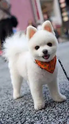 Play Pomeranian HD Wallpapers