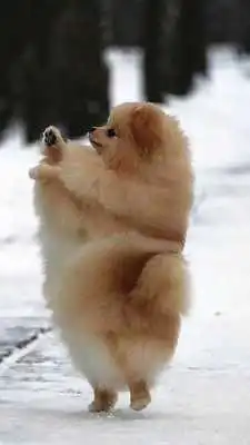 Play Pomeranian HD Wallpapers