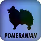 Free play online Pomeranian APK