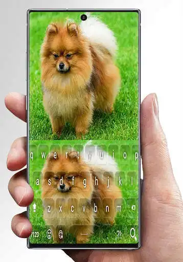 Play Pomeranian puppy keyboard and enjoy Pomeranian puppy keyboard with UptoPlay Play Pomeranian puppy keyboard and enjoy Pomeranian puppy keyboard with UptoPlay