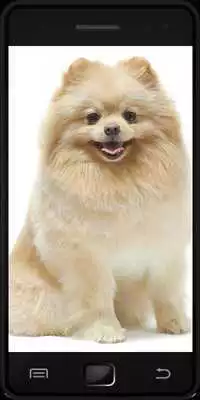 Play Pomeranian