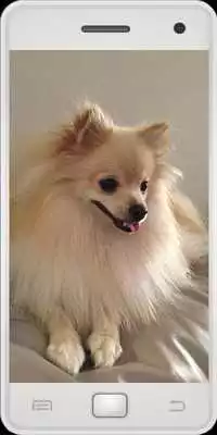 Play Pomeranian