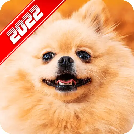 Play Pomeranian Wallpaper APK