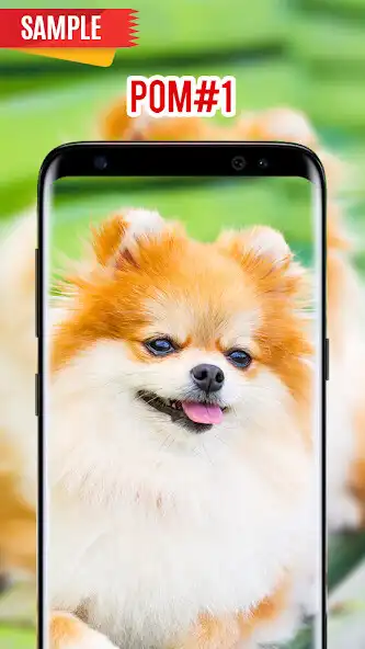 Play Pomeranian Wallpaper  and enjoy Pomeranian Wallpaper with UptoPlay
