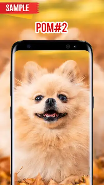 Play Pomeranian Wallpaper as an online game Pomeranian Wallpaper with UptoPlay