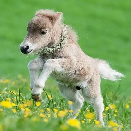 Play Ponies APK