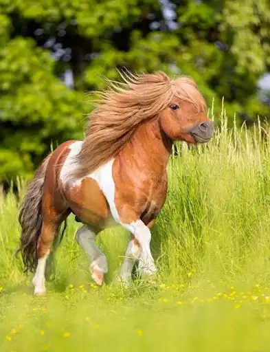 Play Ponies as an online game Ponies with UptoPlay